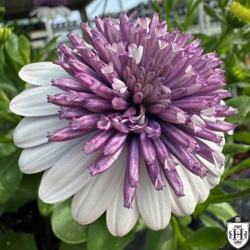 Osteospermum ecklonis 'Erato® Double White Blush' - Eckloni kuldkakar 'Erato® Double White Blush' P9/0,55L